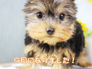 あっという間に９月です！